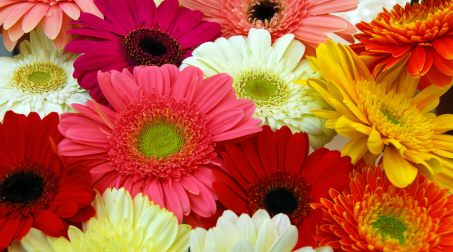 Gerbera Daisies