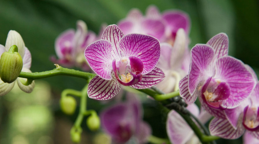 Cymbidium Orchids