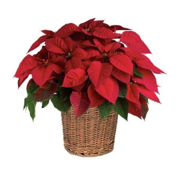 poinsettia