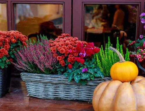 Autumn Flowers to Brighten Your Home and Heart