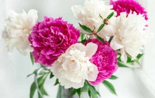 Bouquet of beautiful peonies in the garden. Pink and white peonies in a tin jug. Soft focus - Image